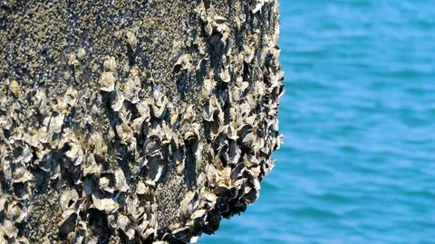 Shells stucked in berth Stock Footage 125095253