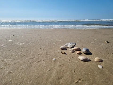 Shells on the sunny sandy beach Stock Photos