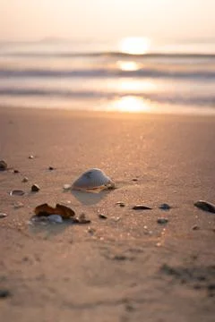 Shells in the sunrise on the beach Stock Photos