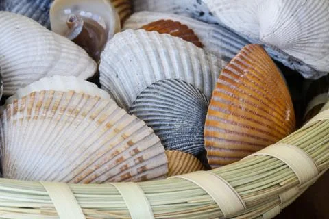 Shells in sweetgrass basket Stock Photos