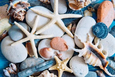 Shells texture. summer concept. close up Stock Photos