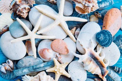 Shells texture. summer concept. close up Stock Photos