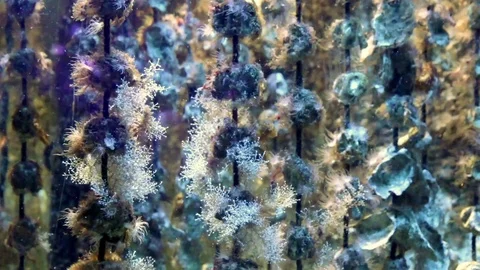 Shells on their vertical supports. Stock Footage 108918096