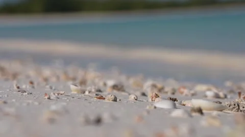 Shells on Tropical Beach Stock Footage 306016565