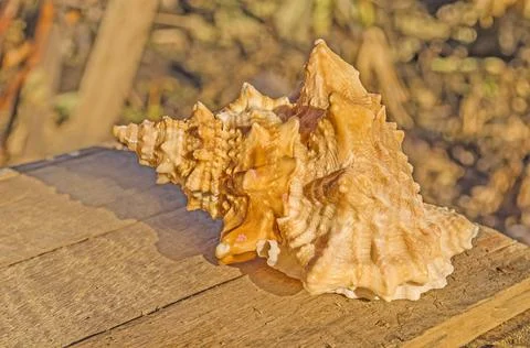 Shells on tropical beach 스톡 사진