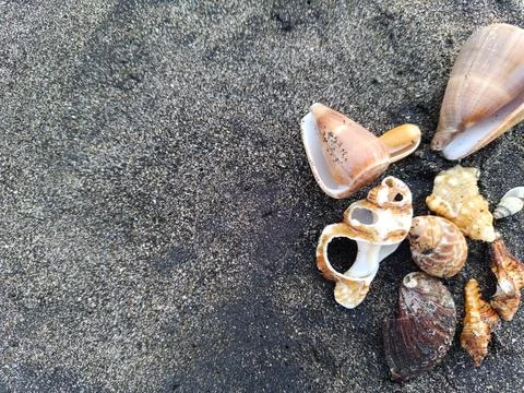 Shells of various shapes and patterns are scattered on the dark sea sand. Stock Photos