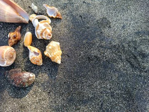Shells of various shapes and patterns are scattered on the dark sea sand. Stock Photos