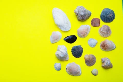 Shells of various shapes, types and sizes lie on a yellow background. Stock Photos