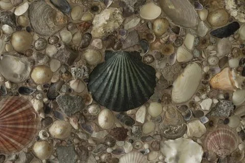 Shells of various sizes and colours making a background Foto stock