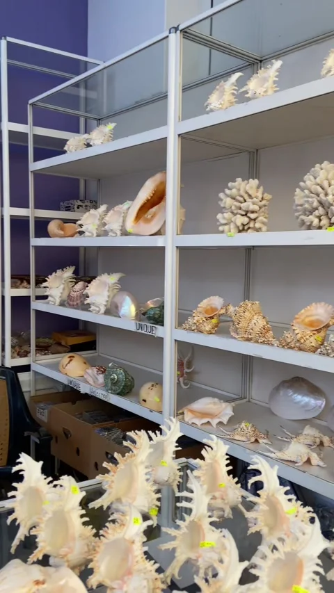 Shells of various types and sizes are displayed for sale, organized in baskets a Stock Footage 293090272