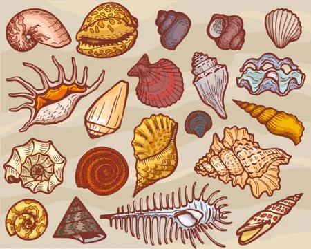 Shells vector marine seashell and ocean cockle-shell underwater or undersea Stock Illustration