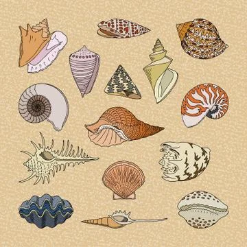 Shells vector marine seashell and ocean cockle-shell underwater illustration set Stock Illustration