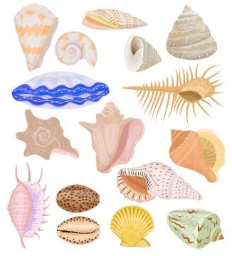 Shells vector marine seashell and ocean cockle-shell underwater illustration set Stock Illustration