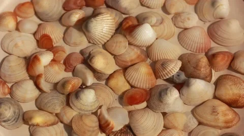 Shells in water Stock Footage 52734355