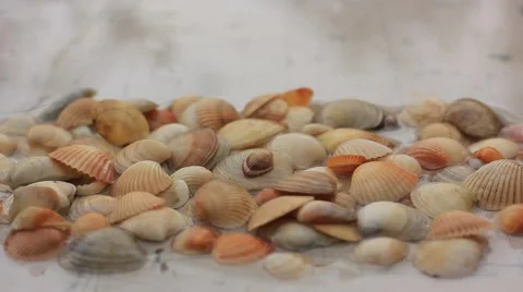 Shells in water Stock Footage 52738951