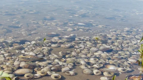 Shells In Water Video stock 53857876