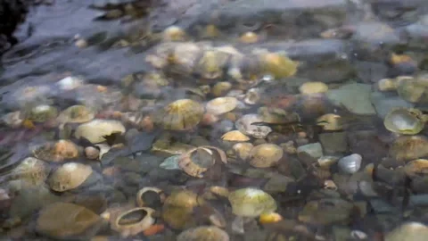 Shells in water Stock Footage 129251354