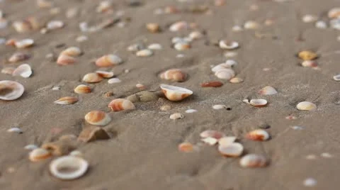 Shells waves seaside relax seascape sea-shell tourist vacations vacation clam Stock Footage 10719198