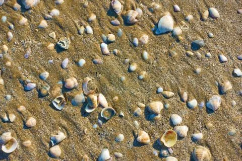 Shells on wet sand on the beach Stockfoto's