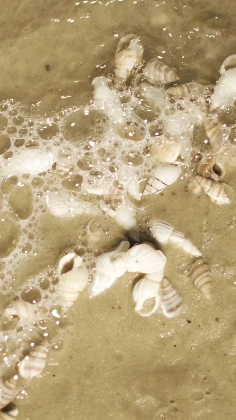 Shells on wet sand with bubbles from the ocean Stock Footage 337229412