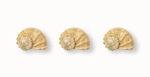 Shells on white background, minimalist banner Stockfoto's