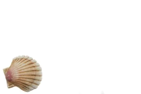 Shells on a white background Foto stock