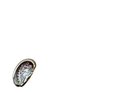 Shells on a white background Stock Photos