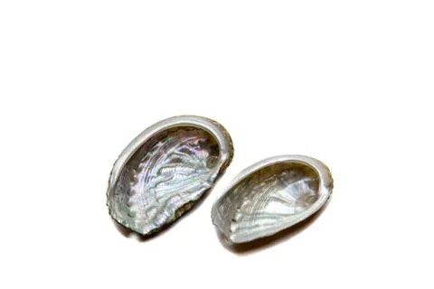 Shells on a white background Stock Photos