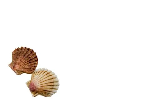 Shells on a white background Stock Photos