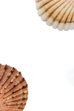 Shells on a white background Foto stock