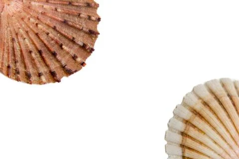 Shells on a white background Foto stock