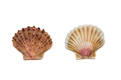 Shells on a white background Stock Photos
