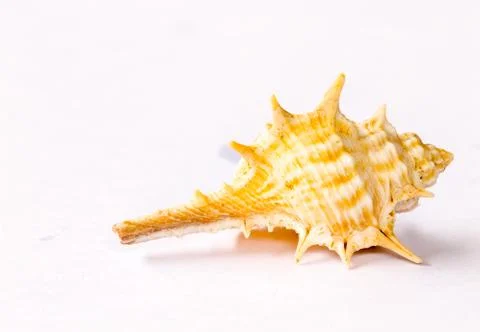 Shells on white background Stock Photos