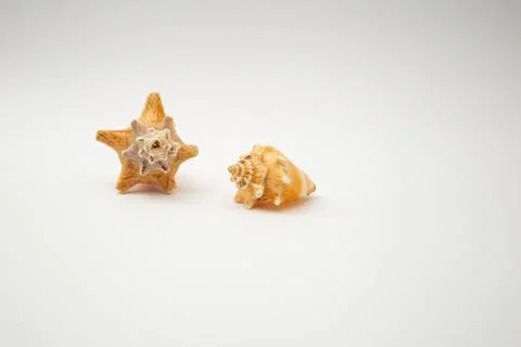 Shells on a white background Stock Photos