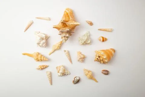 Shells on a white background Stock Photos