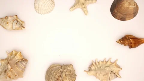 Shells on White background - Stop motion animation 스톡 동영상 103979360