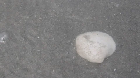 Shells on white beach sand by the sea. Stock Footage 64649958