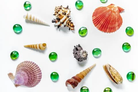 Shells on white. Beautiful summer background. Flat lay. Stock Photos