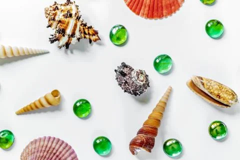 Shells on white. Beautiful summer background. Flat lay. Stock Photos