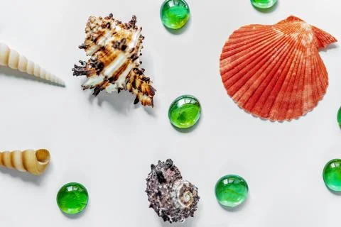 Shells on white. Beautiful summer background. Flat lay. Stock Photos