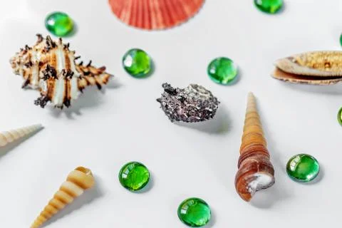 Shells on white. Beautiful summer background. Flat lay. Stock Photos