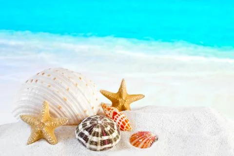 Shells On White Tropical Beach Stock Photos