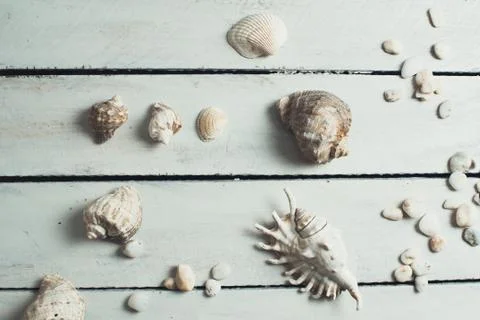 Shells on white wooden background Stock Photos