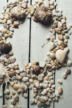 Shells on white wooden background Stock Photos