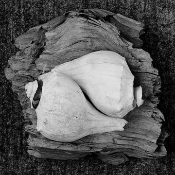 Shells on Wood Stock Photos
