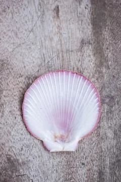 Shells on the wooden Stock Photos
