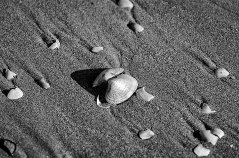 Shells_BW Stock Photos