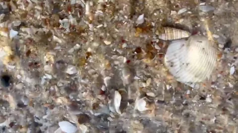 Shellsea-09 Stock Footage 314447601