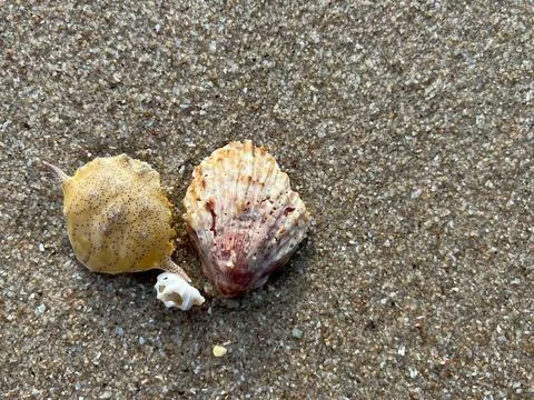 Shellsea on the beach-1 (14) Stock Photos