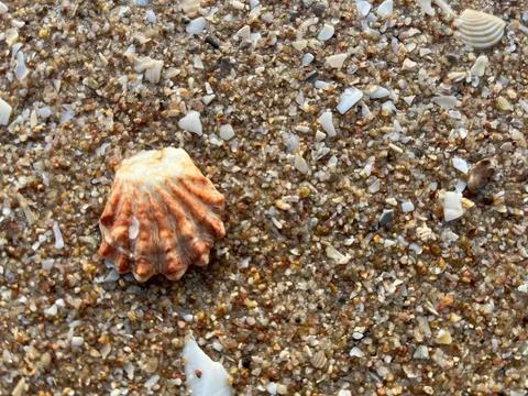 Shellsea on the beach-1 (17) Stock Photos